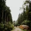 wood chopped in forest